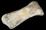 Bargain, Hadrosaur Finger Bone - Alberta (Disposition #-) #95144-3